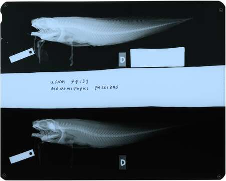 Image of Monomitopus pallidus Smith & Radcliffe 1913