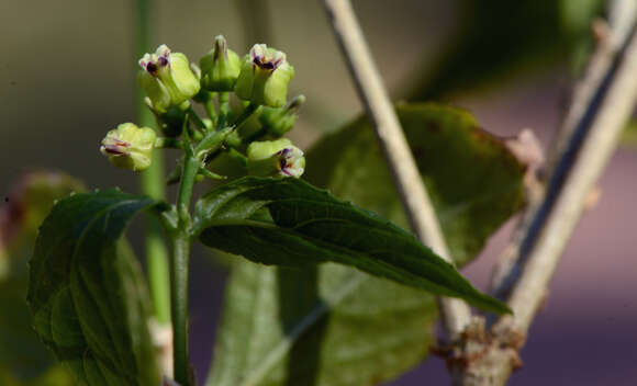 Image of Pombalia atropurpurea (A. St.-Hil.) Paula-Souza