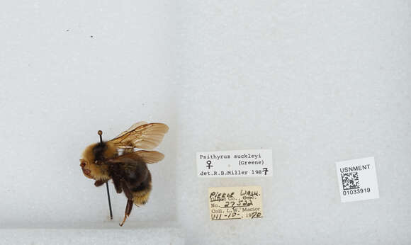 Image of Suckley Cuckoo Bumble Bee