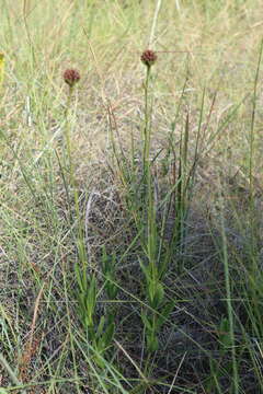 Image of Chapman's Crownbeard