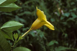 Image of golden trumpet