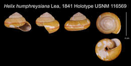 Hemiplecta humphreysiana (I. Lea 1841)的圖片