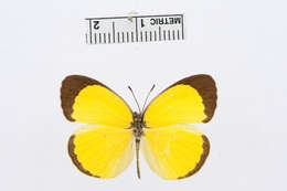 Image of Mimosa Yellow