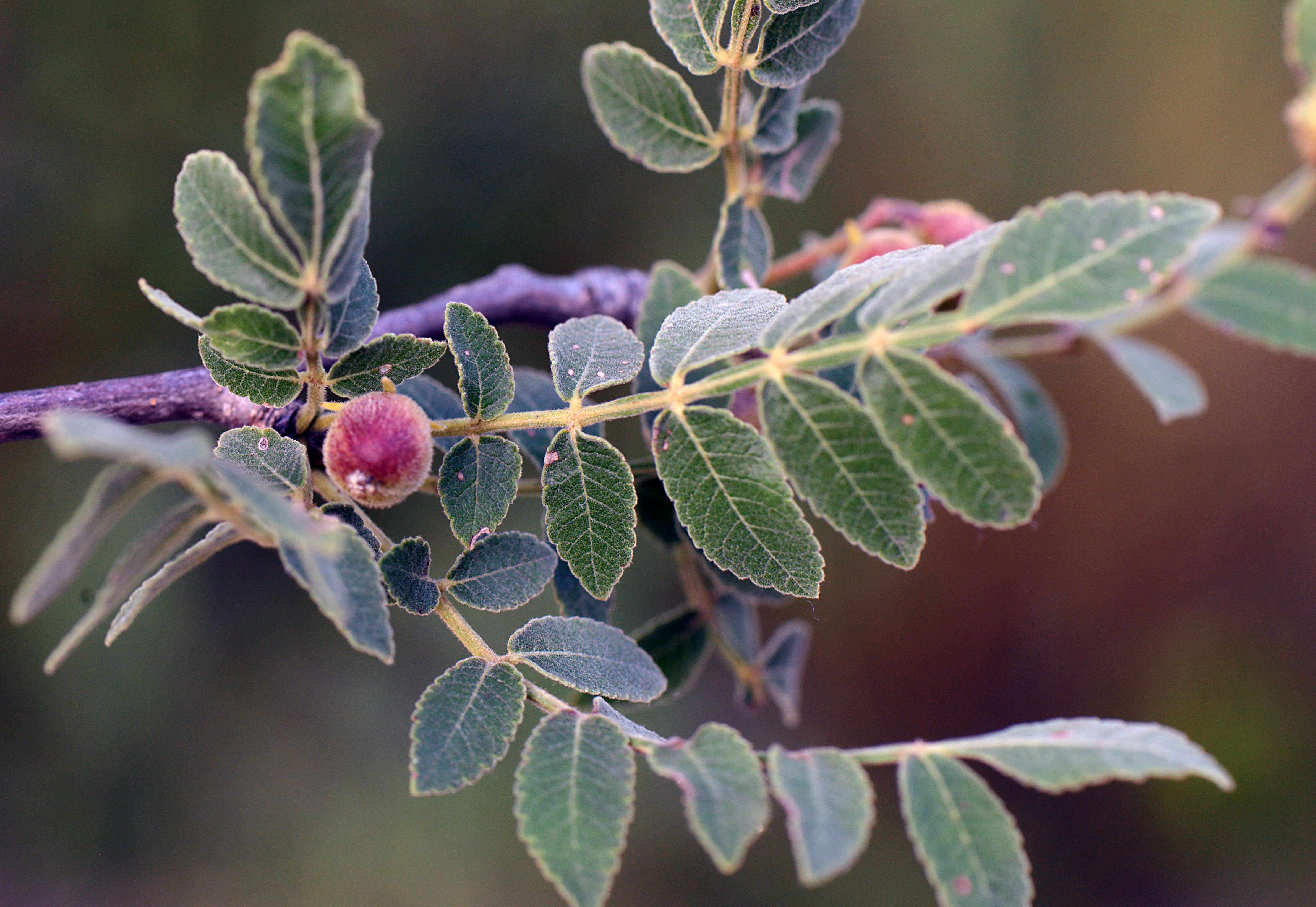 Image of Bursera Jacq. ex L.