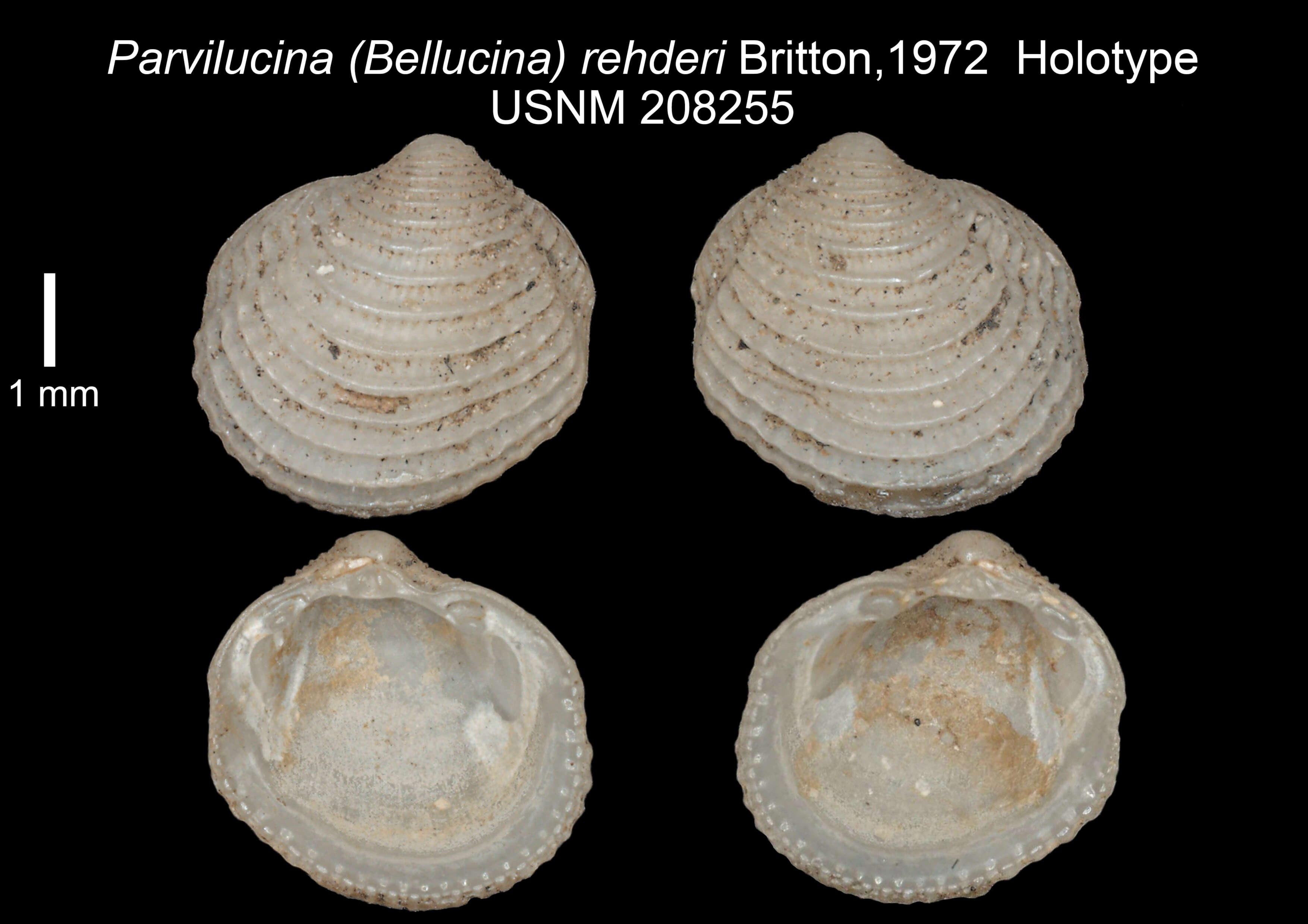 Image de Cardiolucina rehderi (Britton 1972)