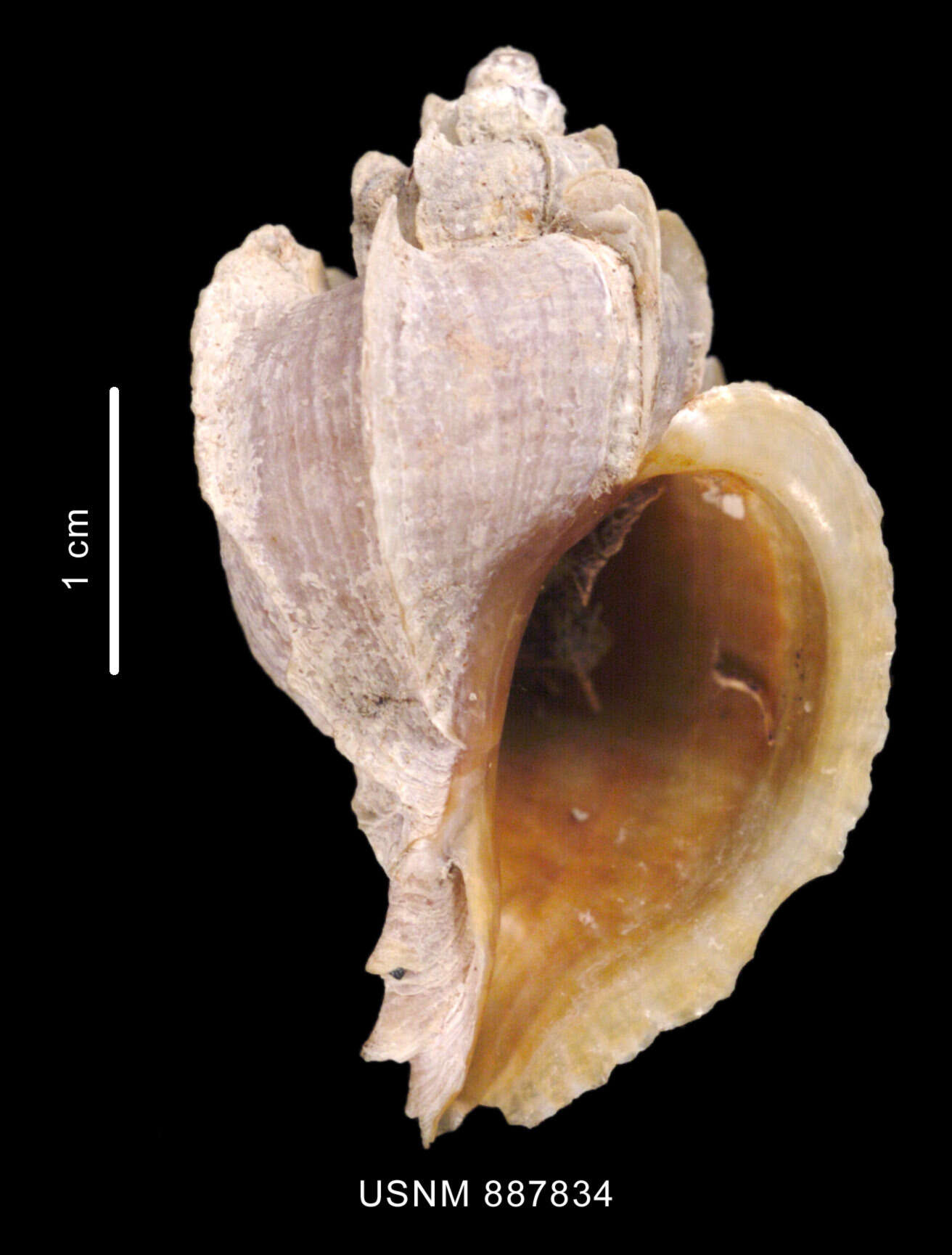 صورة Trophonella scotiana (Powell 1951)