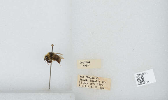Image of Van Dyke Bumble Bee