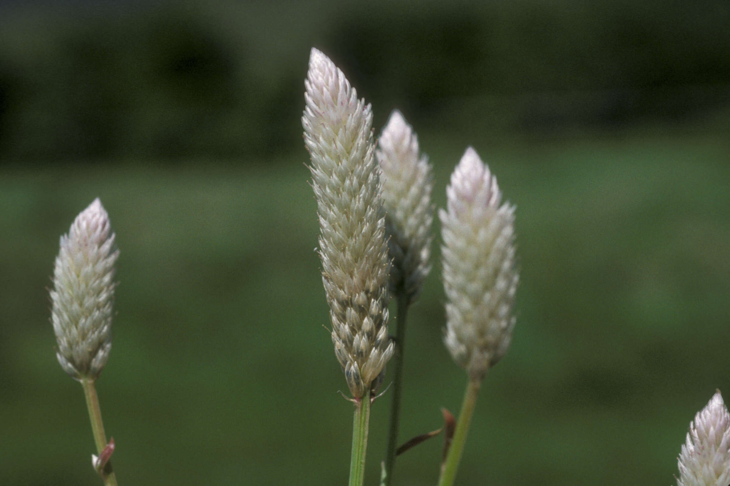 Imagem de Celosia argentea L.