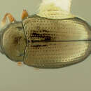 Image of Hippuriphila equiseti Beller & Hatch 1932