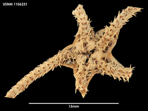 Слика од Ophiocymbium Lyman 1880