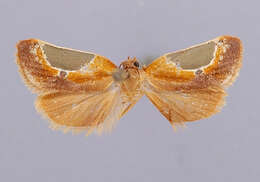 Image of Cuproxena flintana Brown 1991