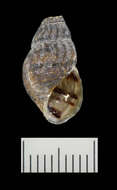 Image of Elimia christyi (I. Lea 1862)