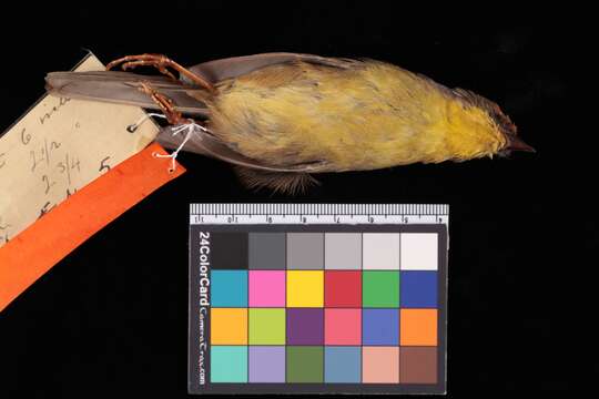 Atlapetes pileatus dilutus Ridgway 1898的圖片