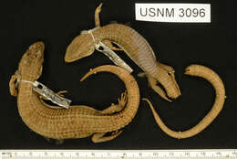 Image of Alligator lizards