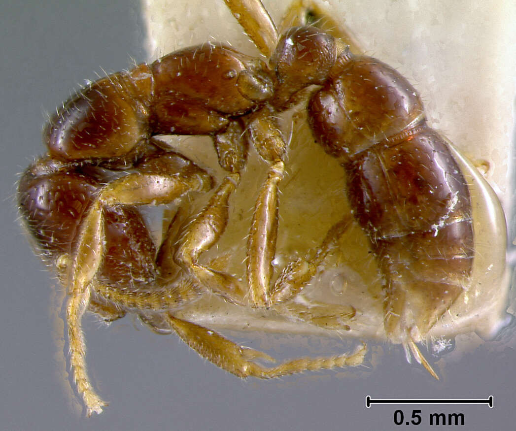 Onychomyrmex doddi Wheeler 1916的圖片