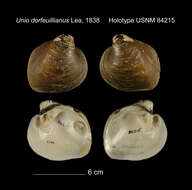 Image of Unio dorfeuillianus Lea