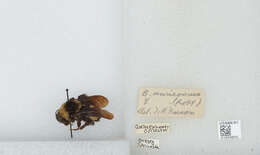 Bombus auricomus (Robertson 1903) resmi