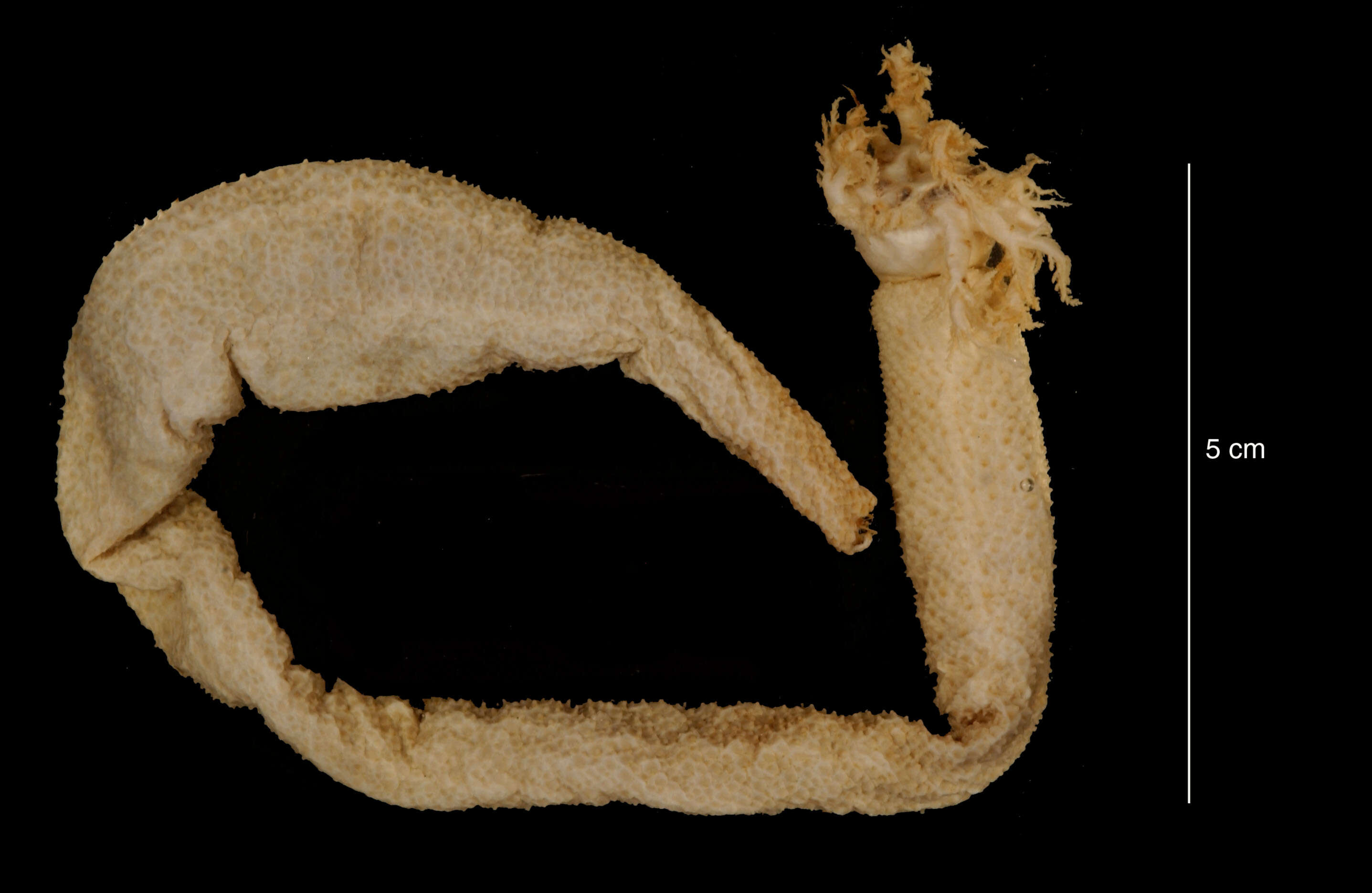 صورة Paracucumis turricata (Vaney 1906)