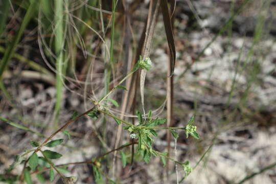 صورة Croton glandulosus var. septentrionalis Müll. Arg.