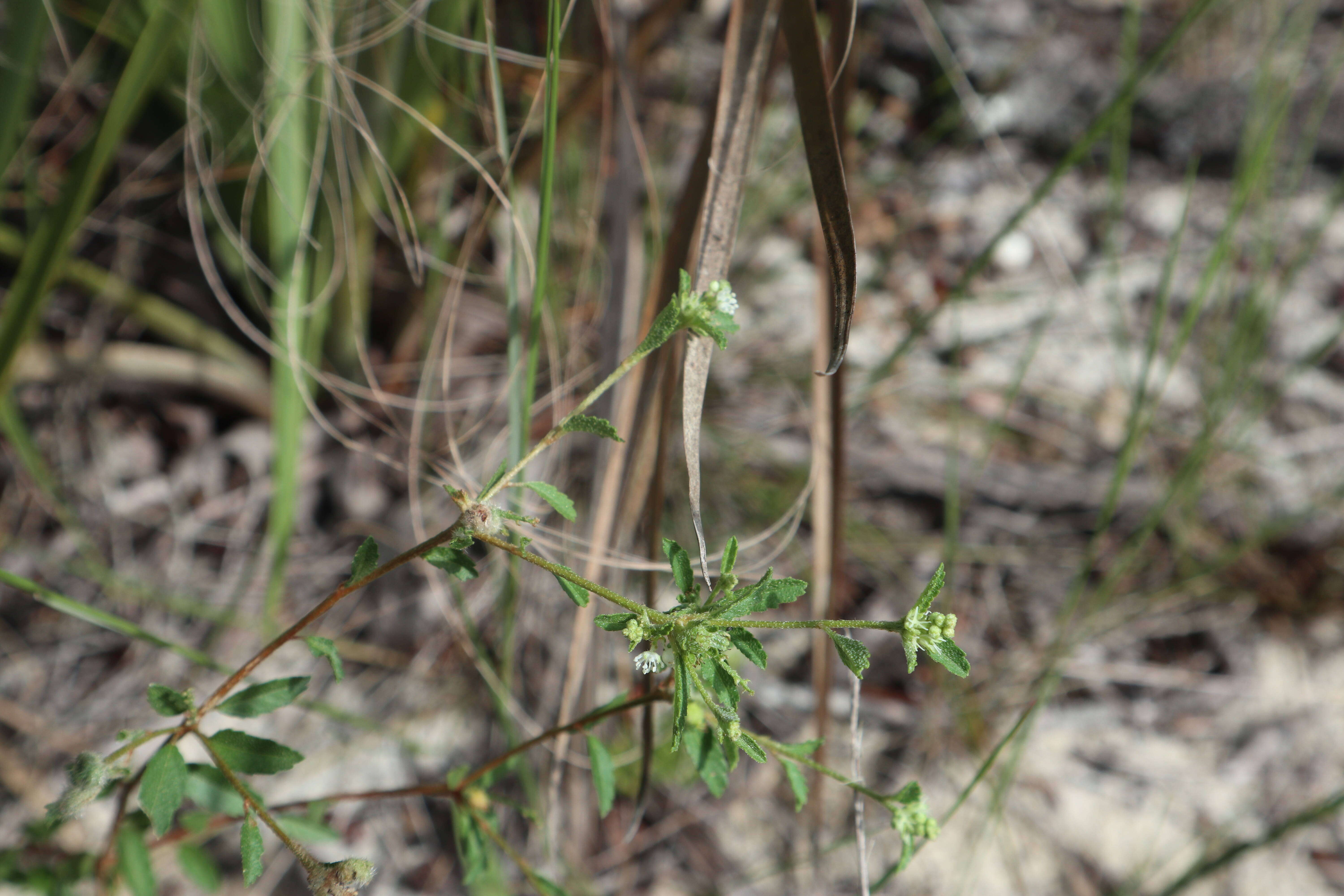 Plancia ëd Croton glandulosus var. septentrionalis Müll. Arg.