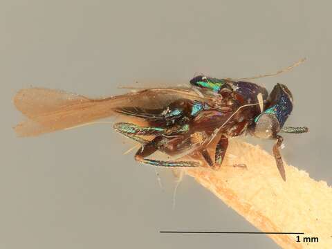 Image of Parasitoid wasp