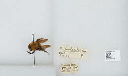 Image of Bombus opulentus Smith 1861