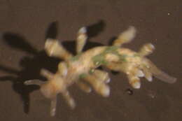 Image of Nudibranchia