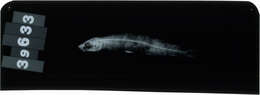 Image of Big-scale Sand Smelt