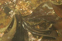 Image of Phaeophyceae