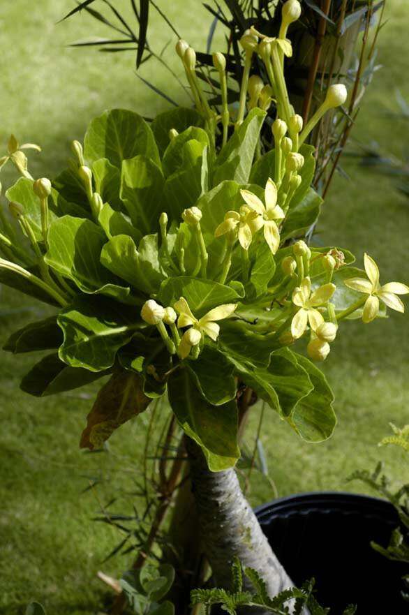 Imagem de Brighamia insignis A. Gray