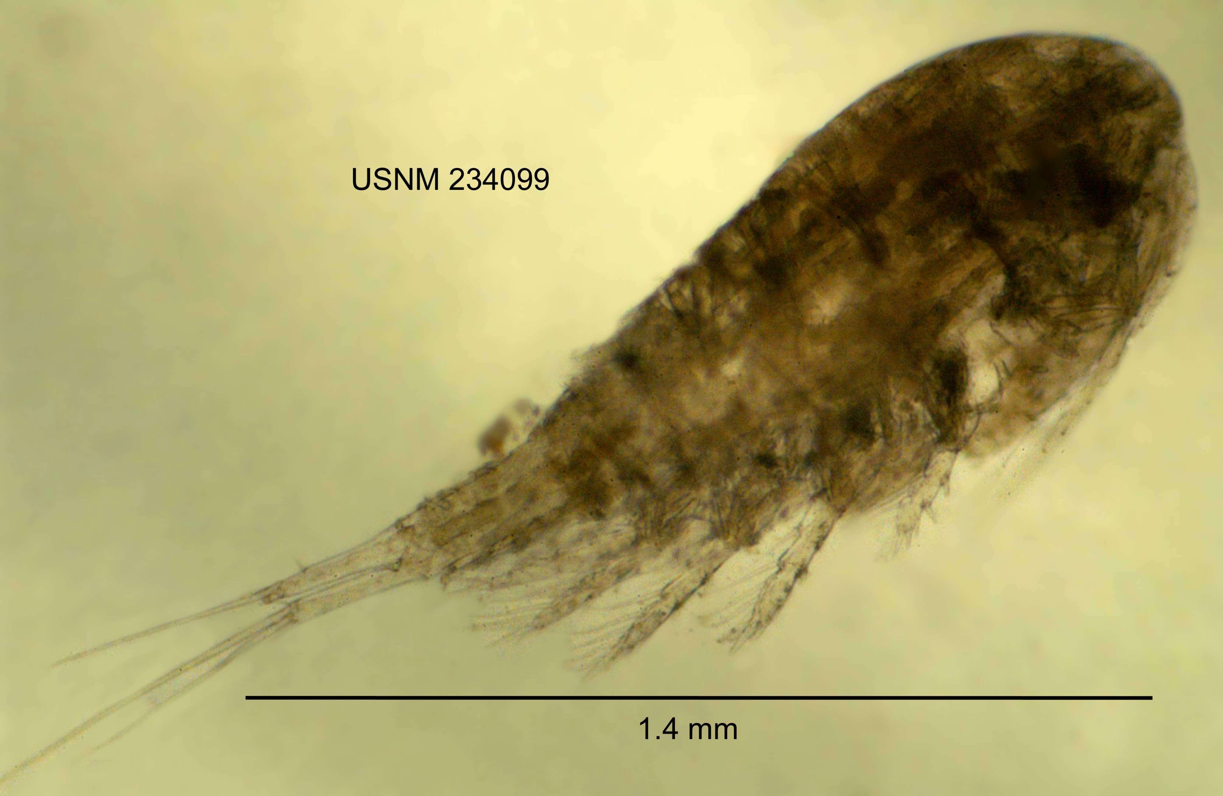 Image of <i>Acanthocyclops vernalis</i>