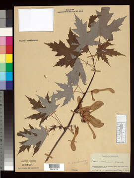 Image of Florida maple