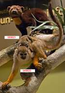 Image of Common Squirrel Monkey