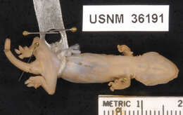 Image of MacGregor's Wolf Gecko