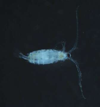 Image of Labidocera Lubbock 1853