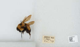 Слика од Bombus affinis Cresson 1864