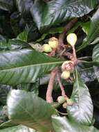 Image of loquat