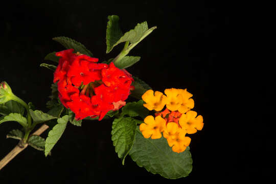 Image of lantana