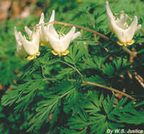 Image of squirrel corn