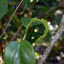 Image of Peperomia elongata Kunth