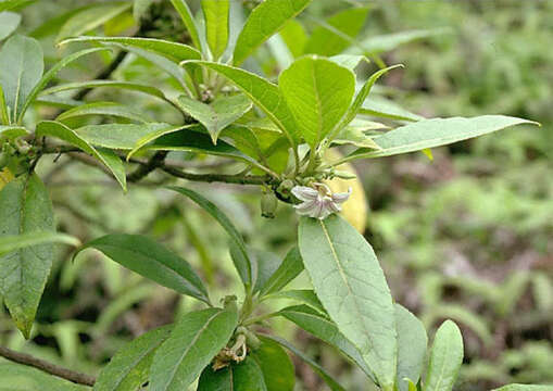 Image of Purple Half-Flower