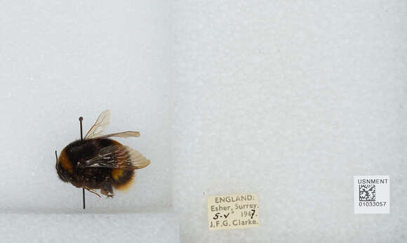 Image of Bombus terrestris audax (Harris 1776)