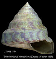 Entemnotrochus P. Fischer 1885 resmi