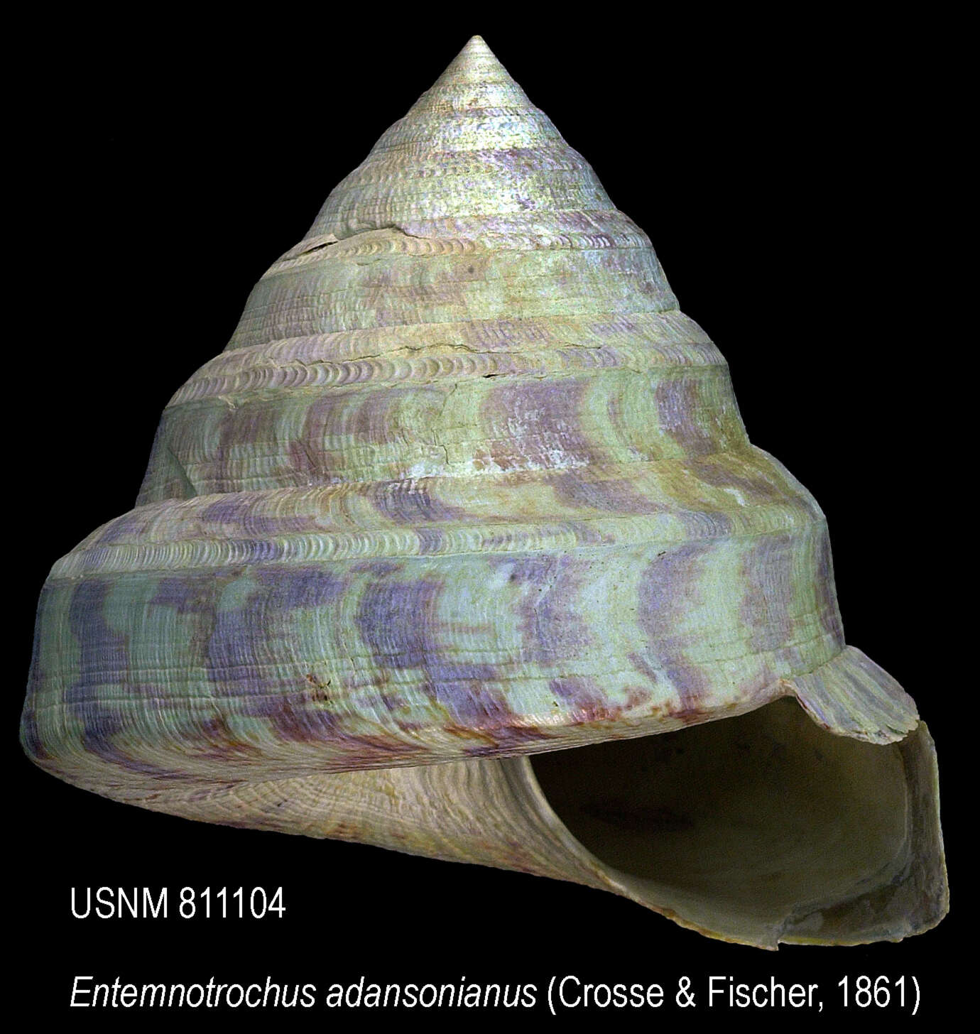 Entemnotrochus P. Fischer 1885 resmi