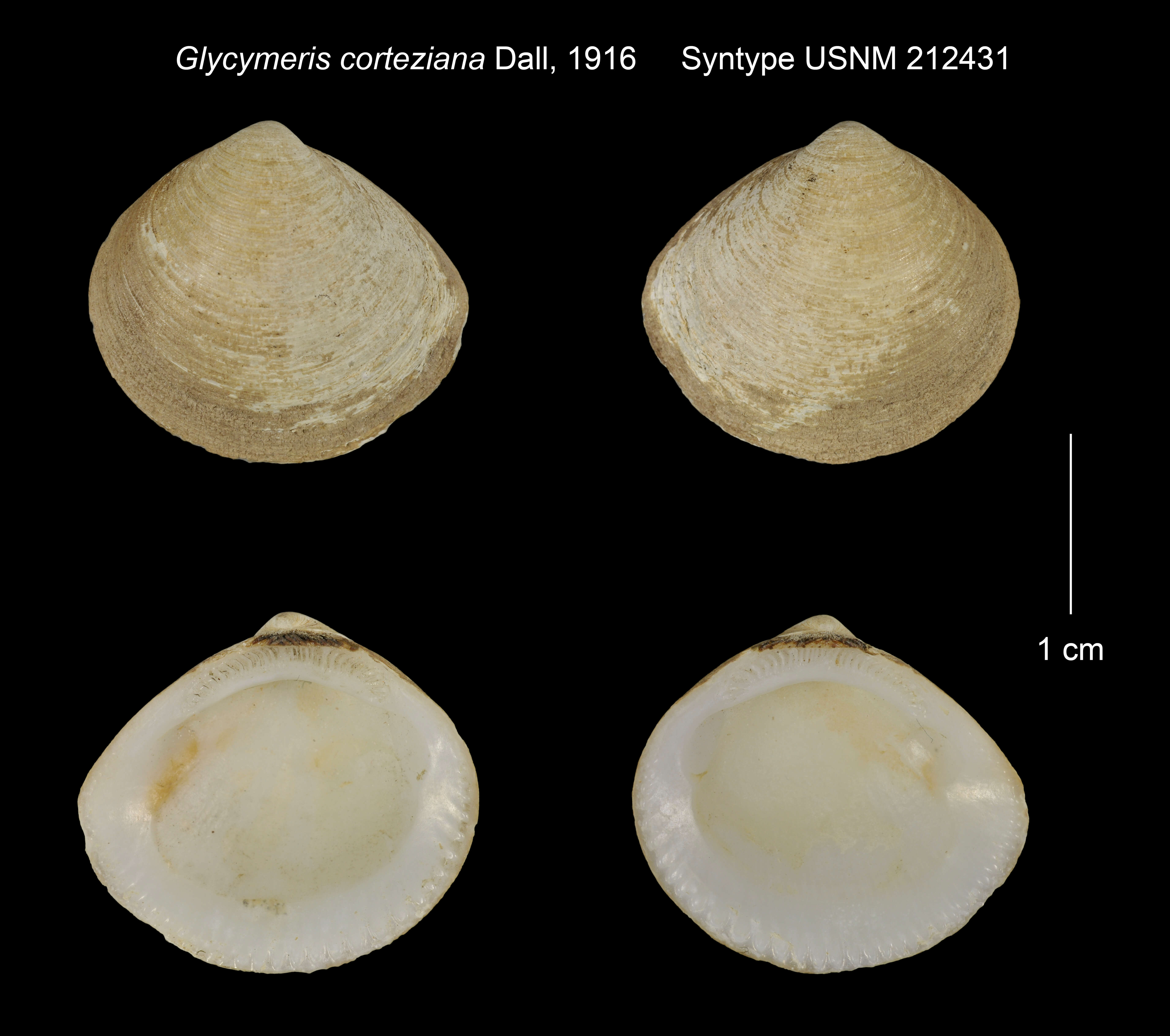 Image of Glycymeris corteziana Dall 1916