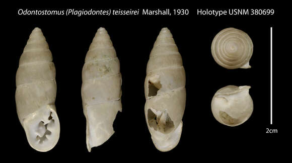 Image of Plagiodontes dentatus (W. Wood 1828)