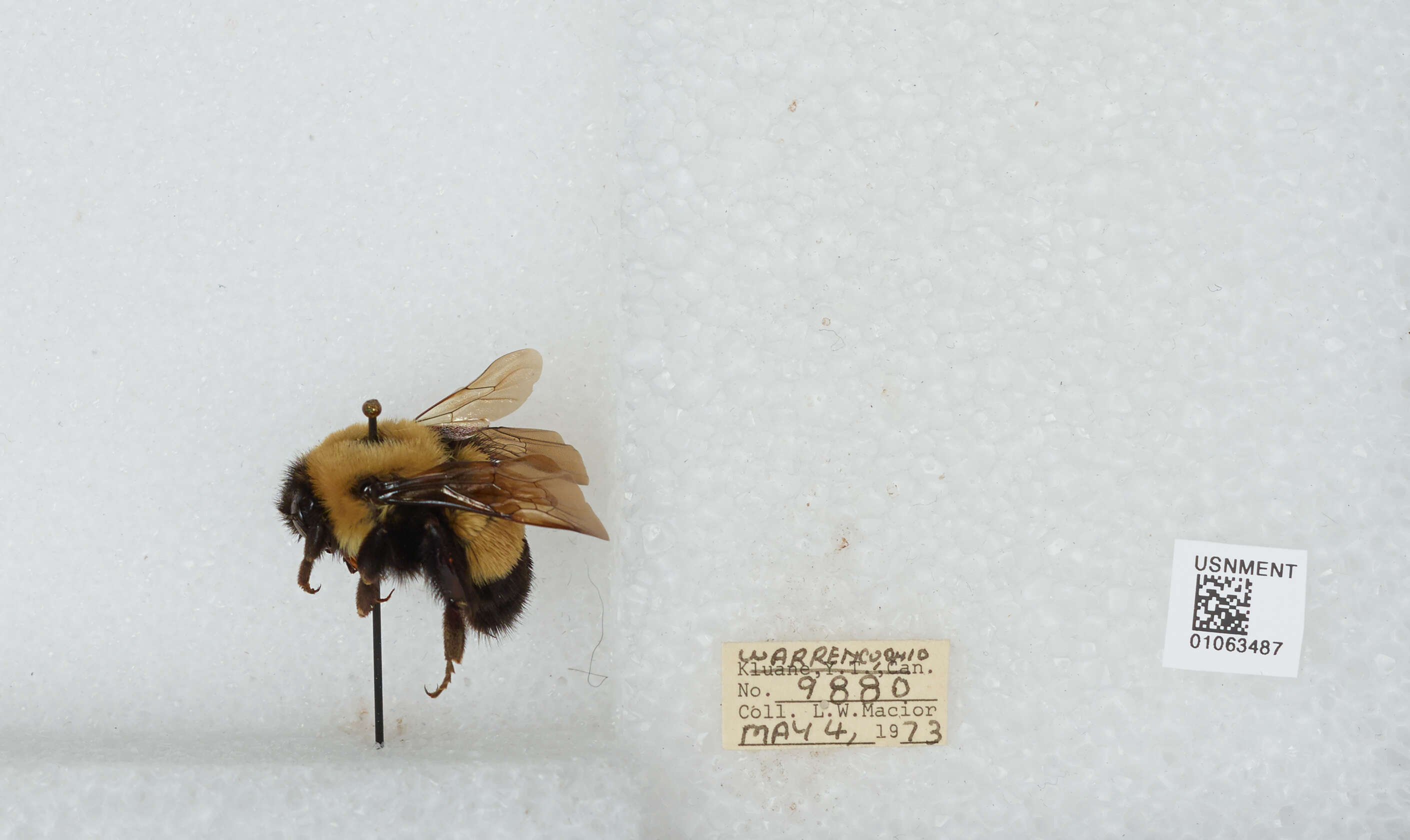 Слика од Bombus affinis Cresson 1864