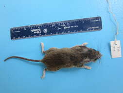 Image of White-footed Deermouse