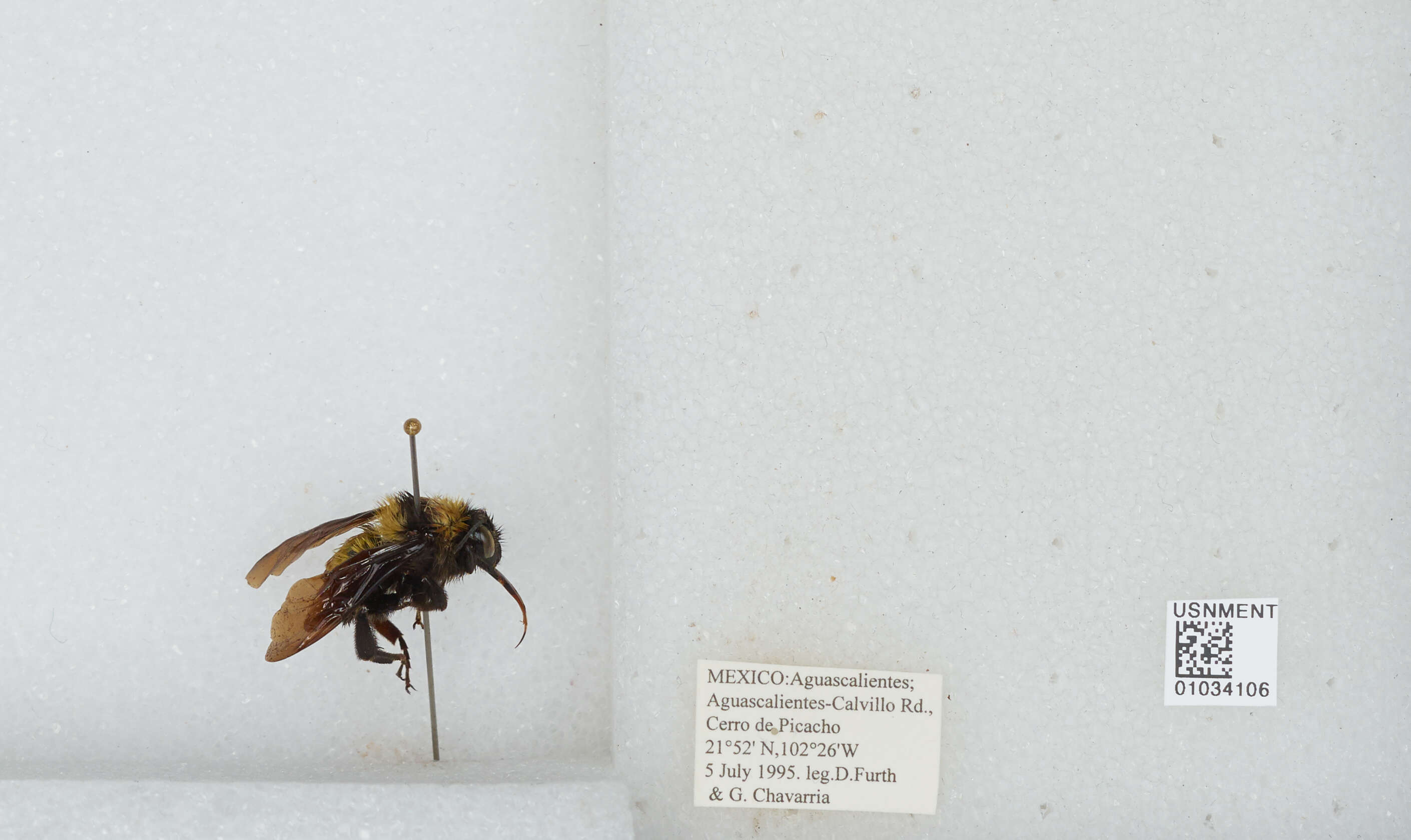 Image of Sonoran Bumble Bee