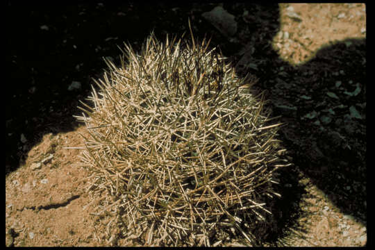 Plancia ëd Pediocactus sileri (Engelm. ex J. M. Coult.) L. D. Benson